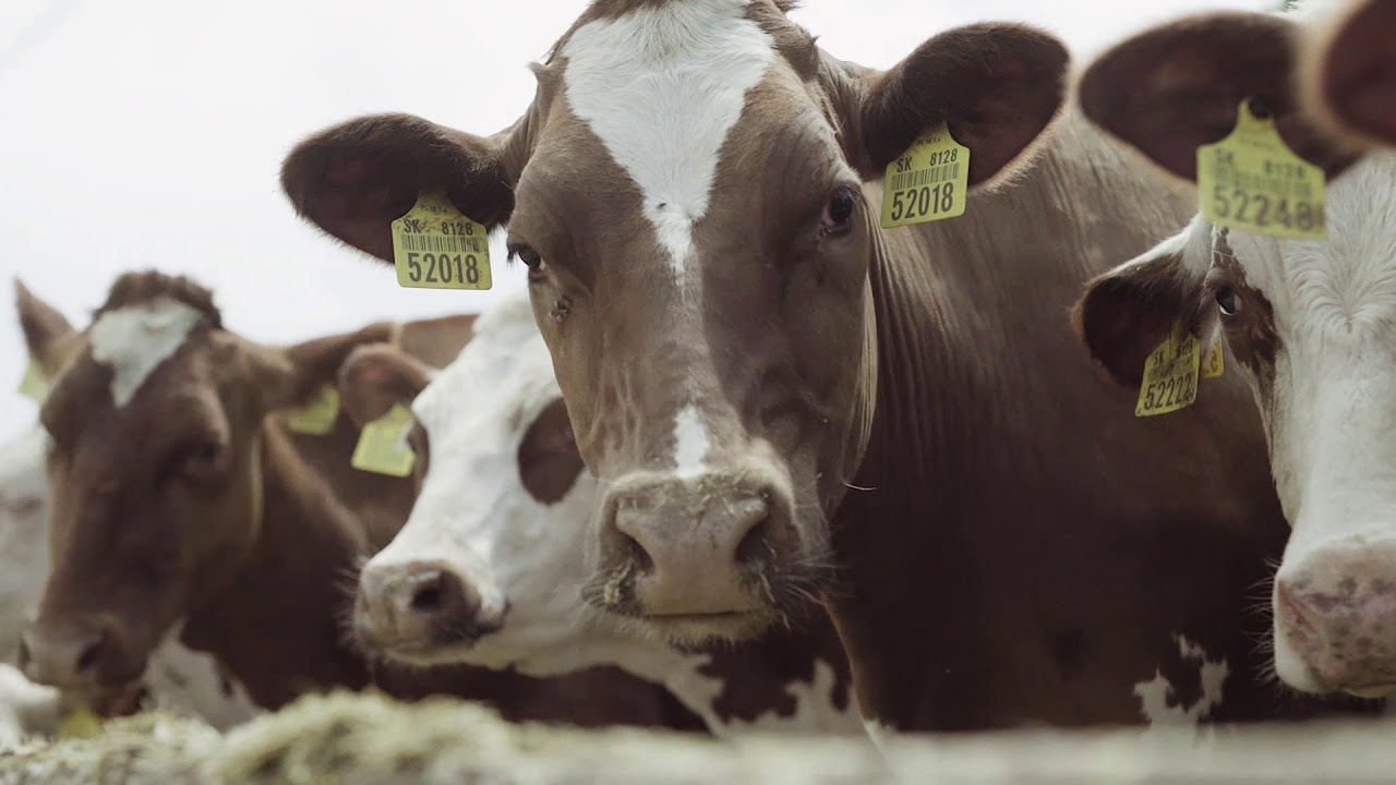 MLIEČNE FARMY  - PVOD Kočín – farma Šterusy