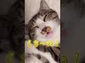 僕くさい？part2 🤣(2歳の修行編) 😭保護猫シンとテンの物語