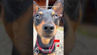 Mini Pinscher is a professional Attention seeker  #dog #dogshorts #doglover #funnydogsvideos