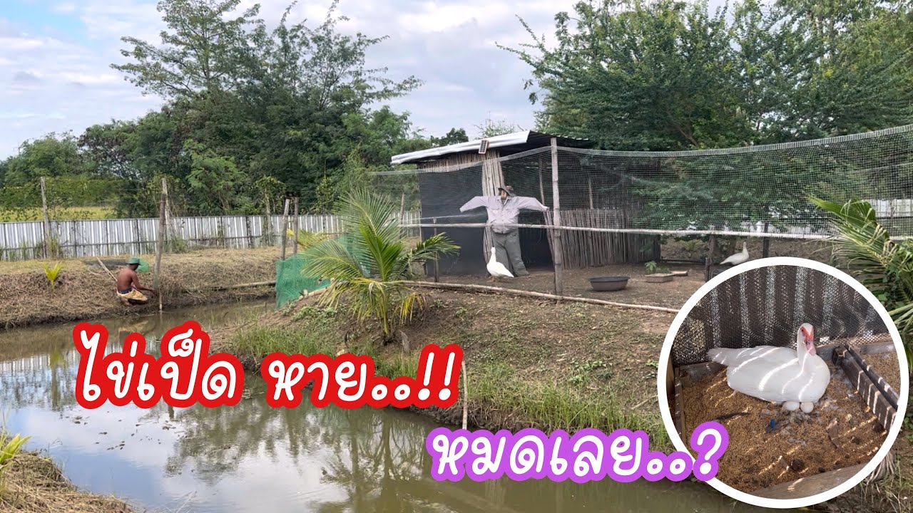 Zing’s Day I ไข่เป็ดหาย..!! หมดเลย