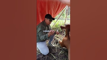Sapi bunting besar ambruk