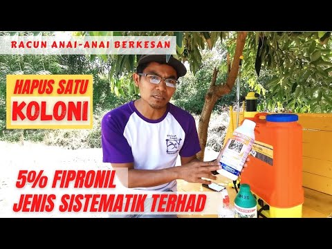 Video: Bolehkah koloni anai-anai bertahan tanpa permaisuri?