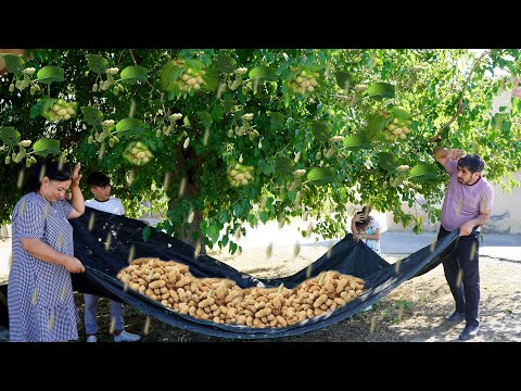 Video: Mulberry - morbær med smakfulle og sunne bær