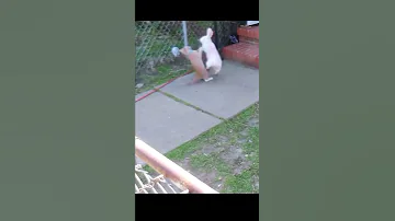 Rabbit Drop Kicks Cat 
