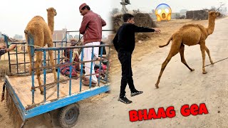 Baby Camel Loading Krte Waqt Bhaag Gea