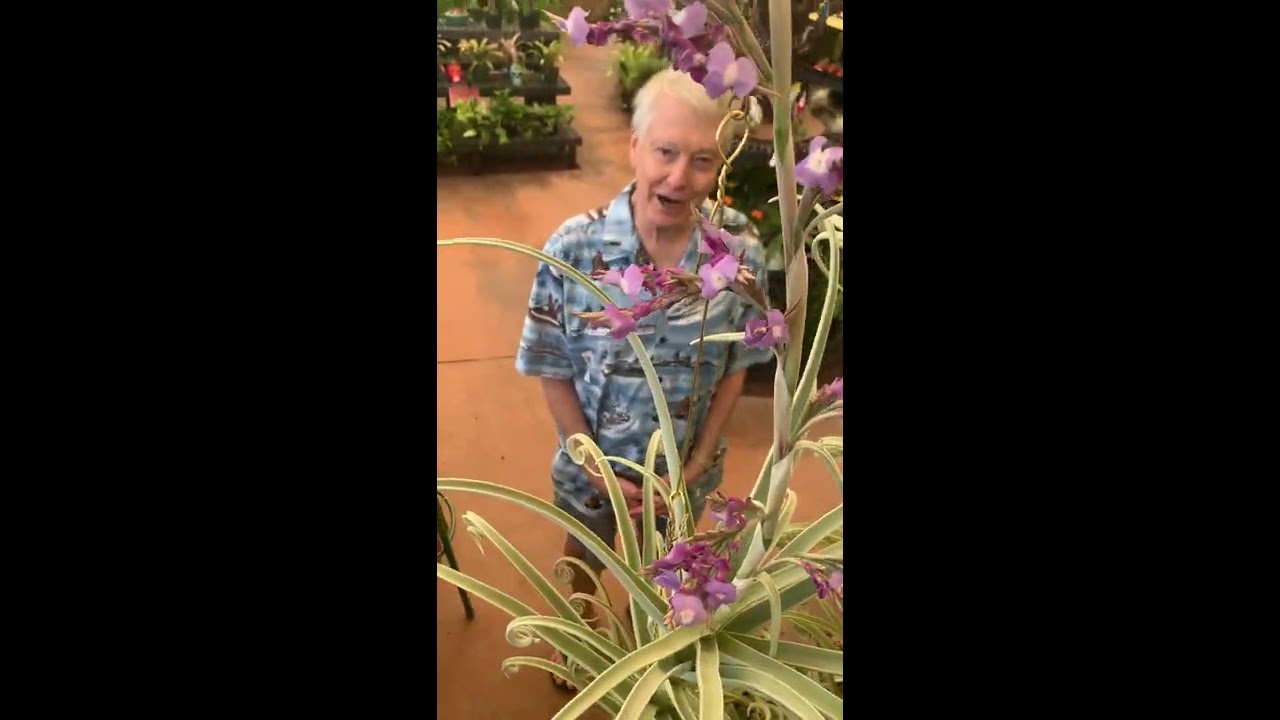 7 Foot Tall Air Plants (with descriptions) 🤩