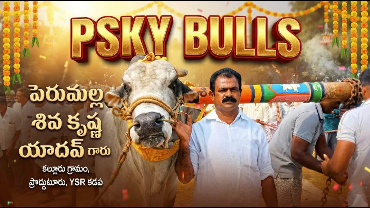 🚩8/3/26 పెద్ద పసుపుల సీనియర్స్ 15జత psky BULLS  పెరుమాళ్ళ శివకృష్ణయాదవ్ గారు