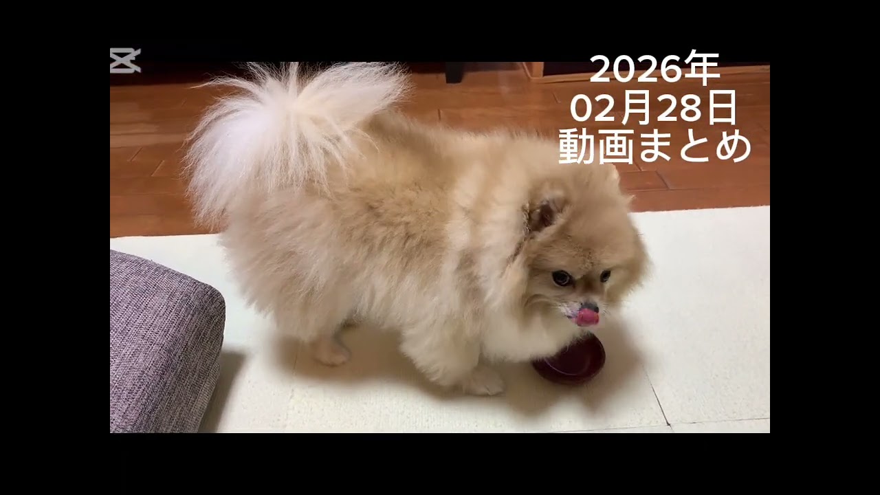 2026年02月28日のマフィンの動画まとめです❗️😁🧁
