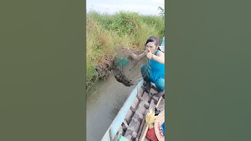 Đặt lợp cá lóc đồng mùa nước nổi dính toàn cá khủng #xuhuong#xuhuongyoutube #321shorts #shrots