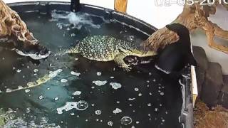 Water Monitor Mating Rituals