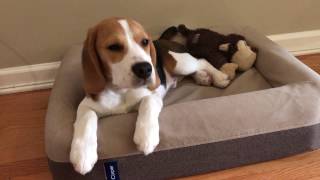 Beagle puppy has the hiccups