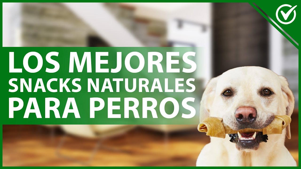 🐶 Mejores SNACKS NATURALES para darle a mi perro - Todos sus beneficios 🍪🐶