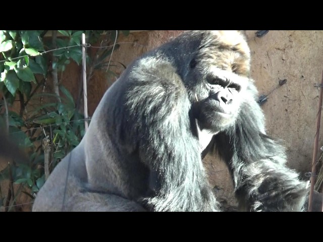 Amazing gorilla family #234 ゴリラ家族の日常【Cute animal videos