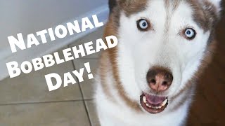 Happy National Bobble Head Day from Laika the Husky! by gardea23 6,084 views 3 years ago 33 seconds