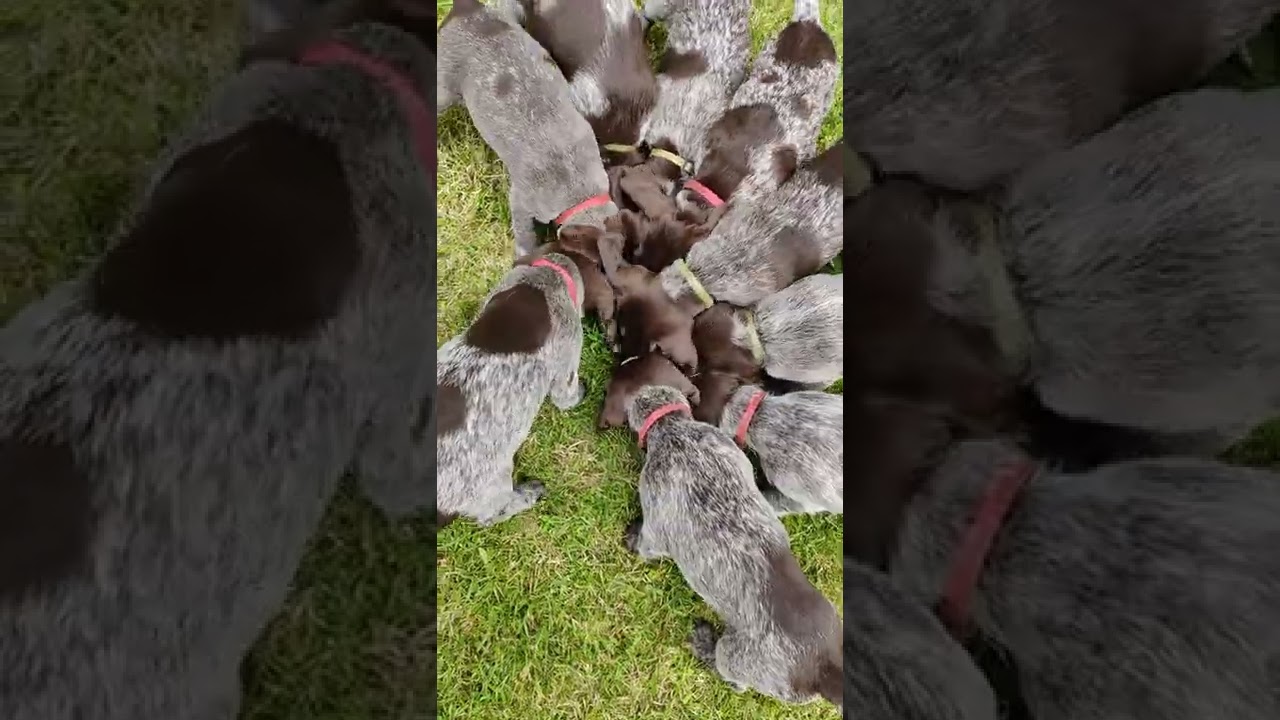 Tidlig prægning. Krikand!