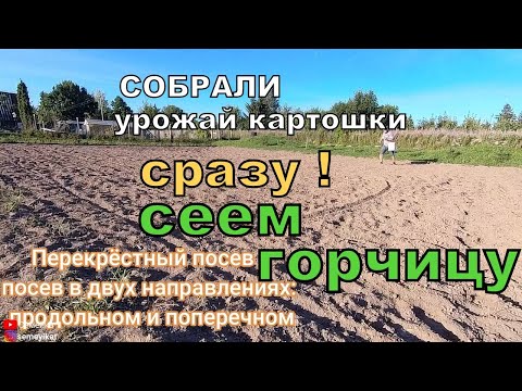 Горчица сидерат-зелёное удобрение. Сеем горчицу.  Горчица как удобрение. Метод посева горчицы.