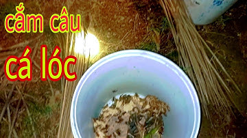 Cắm câu cá lóc bao vây kênh lục bình dính rô cụ, cá lóc, cá trê .../cảnh miền tây 84.