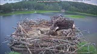 &quot;Show Off&quot; from Crooked Lake Osprey Nest