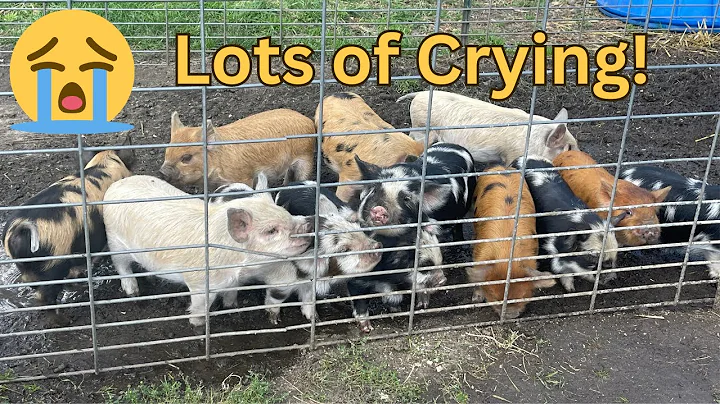 WEANING Kune Kune PIGLETS #weaning #piglets #kunekune