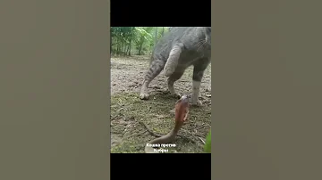 Кобра напала на кошку