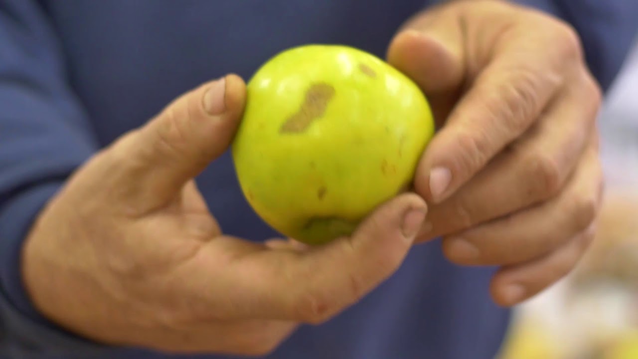 Vánoce 2020 výstava starých odrůd ovoce