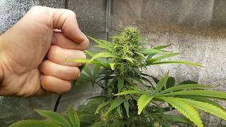 aquaponic organic bubba kush buds