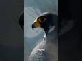 Peregrine Falcon aka Scarface up close and personal. ...#falcon #peregrinefalcon #birdsofprey