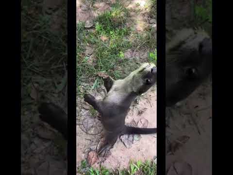 November 18 2025 Funny Animals Mountains Reelsshorts Shortsvideos Limen 