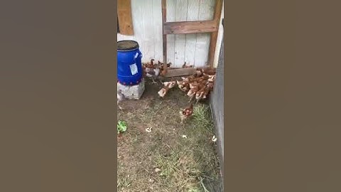 How To Keep Your Chickens Safe From Predators