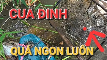 Nước Rút Cạn Dưới Dòng Sông Lộ Diện Nhiều Cá khủng Dinh Lờ