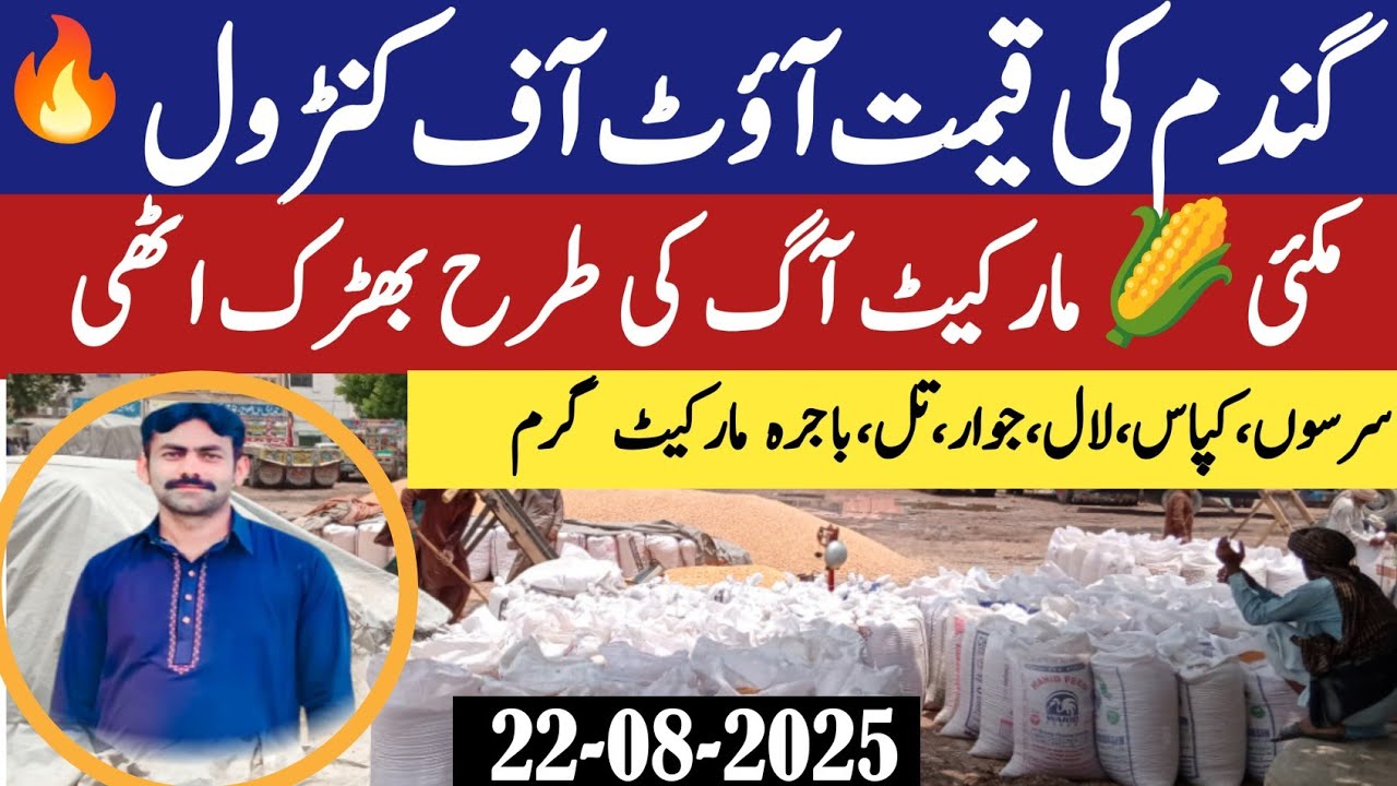 Wheat price in Pakistan/Maize 🌽 price today 2025 |Munji rates 2025| Galla Mandi rates today 