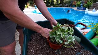 Potting Glacier Pothos and Mini Lantana Hanging Baskets