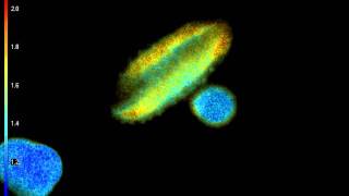 Mixed Pollen Grains Fluorescence Lifetime