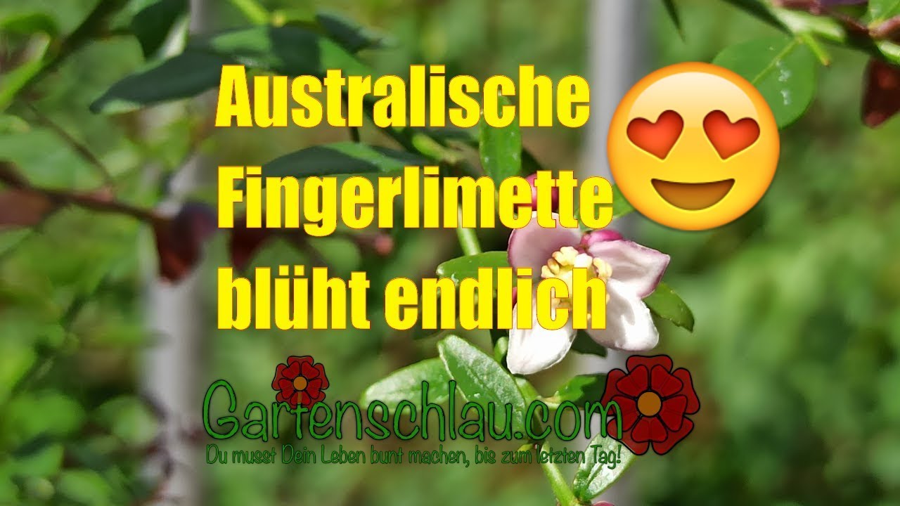 Fingerlimette blüht endlich: Werden daraus wirklich Kaviarlimetten?