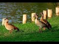 Парк Ха-Аяркон в Израиле / HaYarkon 😁🇮🇱🦆