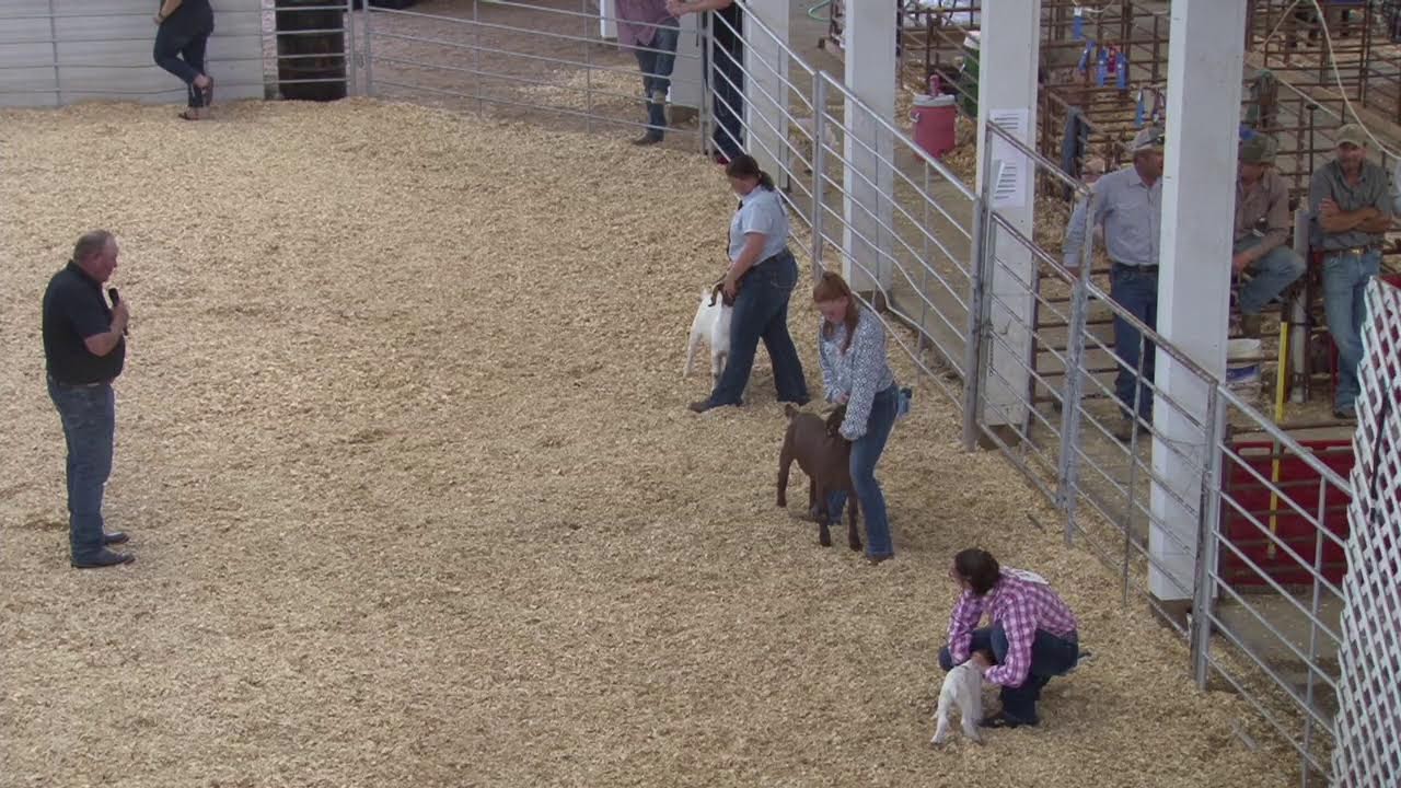 Kiowa County Fair Sheep and Goat Show 2023