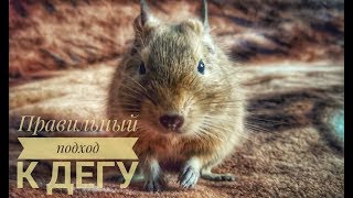 ПРАВИЛЬНЫЙ ПОДХОД К ДЕГУ/ДРЕССИРОВКА? ПРАВИЛЬНЫЙ ПОДХОД К ДЕГУ/ДРЕССИРОВКА?