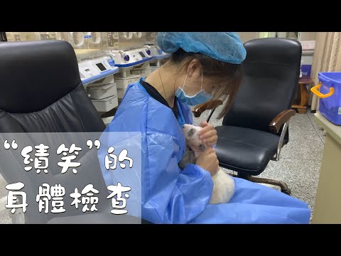 《熊貓早晚安》小小“績笑”的身體檢查 | iPanda熊貓頻道