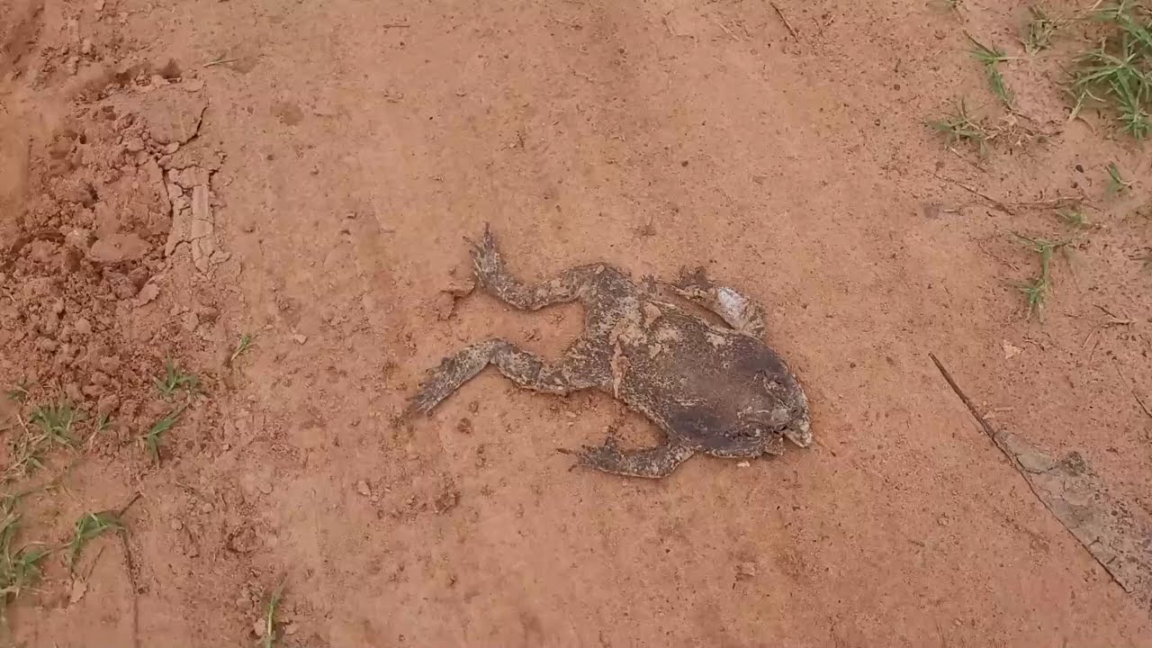 046- Coitado do sapo #campo #natureza #sapo