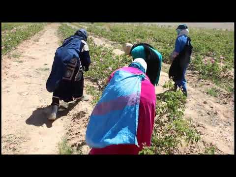 مفارقات عجيبة بين قاطفات الورود بالحقول ومقدمات سلال الورود في المناسبات 