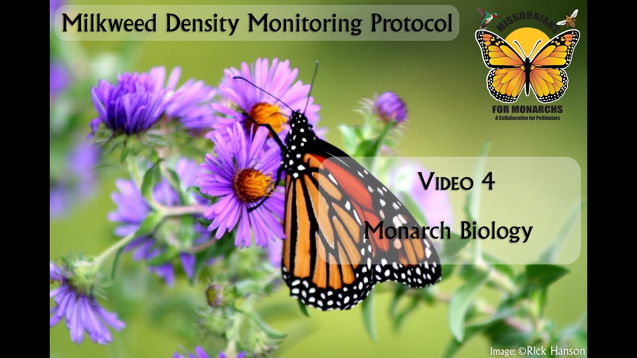 Volunteer Training Video 4: Monarch Biology, Status, and Habitat