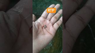 RTP gappy #colorfish #fish