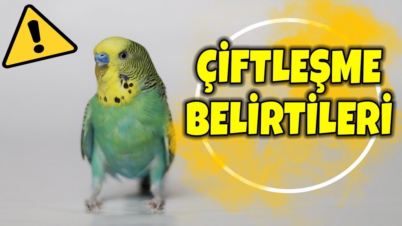 Muhabbet Kuşu Çiftleşme Belirtileri l Üreme hakkında bilgiler