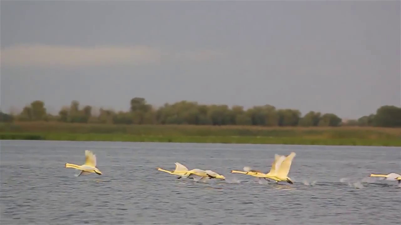 Лебеди летят на юг (видео сюжет к рассказу Л. Воронковой "Лебеди ...