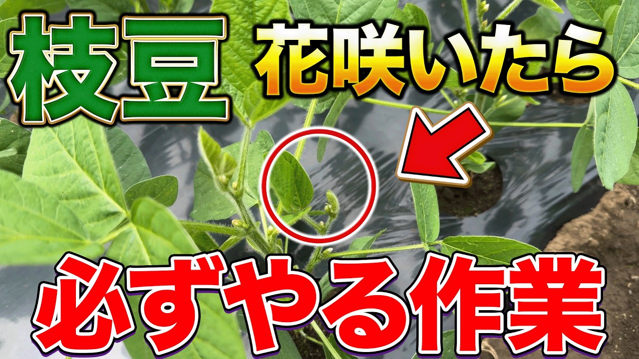 The truth is] If you leave edamame plants that have flowered, they