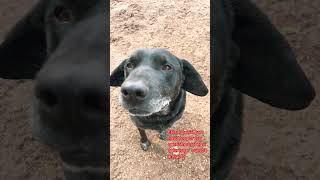 Labrador buscando #amigos #dogloversdog