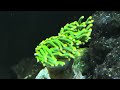 Torch Coral 