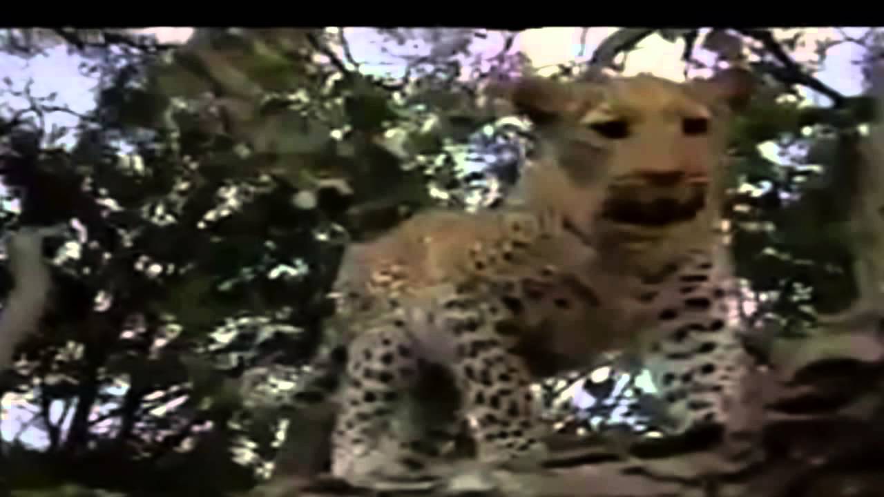 Jaguars and Monkeys- Fight Tirelessly-Survival Instincts- Wild Animals