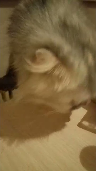 Голодающая кошка 🤣или истинная ценительница шоколада#cat # ...
