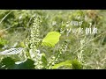 しその実　穂じそ佃煮　作り方　Shiso no Miho Shiso Tsukudani How to make